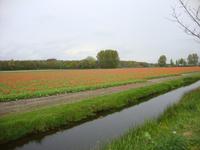 Keukenhof
