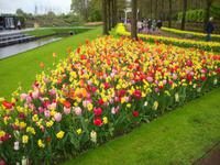 Keukenhof