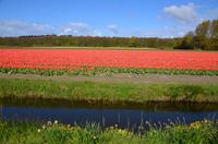 080 Blumenfelder bei Lisse