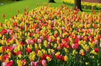 082 Blumenpracht im Keukenhof