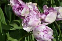 085 Tulpenpracht im Keukenhof