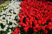 086 Tulpenpracht im Keukenhof