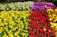 087 Blumenpracht im Keukenhof