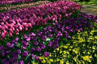 088 Blumenpracht im Keukenhof