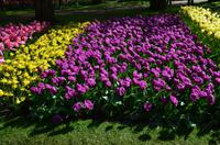 091 Blumenpracht im Keukenhof