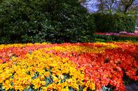 100 Tulpenpracht im Keukenhof