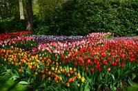 101 Tulpenpracht im Keukenhof