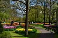 102 Tulpenpracht im Keukenhof