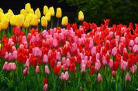 105 Tulpenpracht im Keukenhof