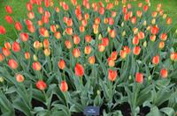 106 Tulpenpracht im Keukenhof