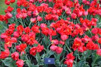 109 Tulpenpracht im Keukenhof