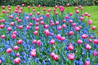 110 Blumenpracht im Keukenhof