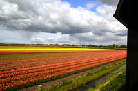 140 Museumstoomtram Horn-Medemblik, Blumenfelder
