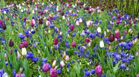 138 Holland, Impressionen im Keukenhof