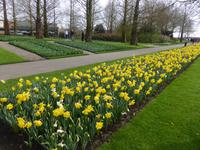 Keukenhof 