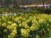Keukenhof 