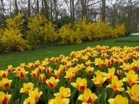 Keukenhof 