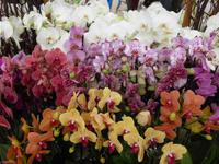 Keukenhof - Orchideenshow