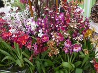 Keukenhof - Orchideenshow