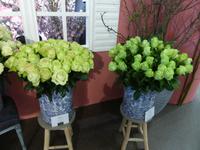 Keukenhof - Rosenshow