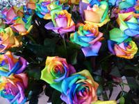 Keukenhof - Rosenshow