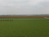 Keukenhof - Blumenfelder