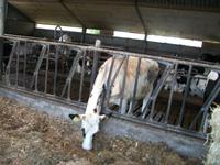 Beim Käse - Bauern in Amstelveen