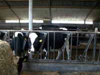 Beim Käse - Bauern in Amstelveen