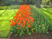 Keukenhof