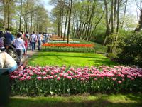 Keukenhof