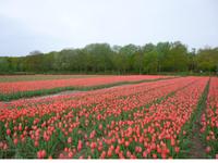 Tulpenfelder bei Lisse
