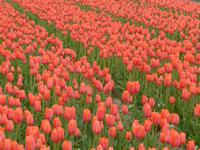 Tulpenfelder bei Lisse