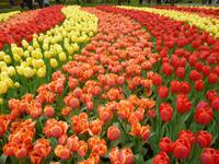 Keukenhof