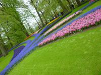 Keukenhof