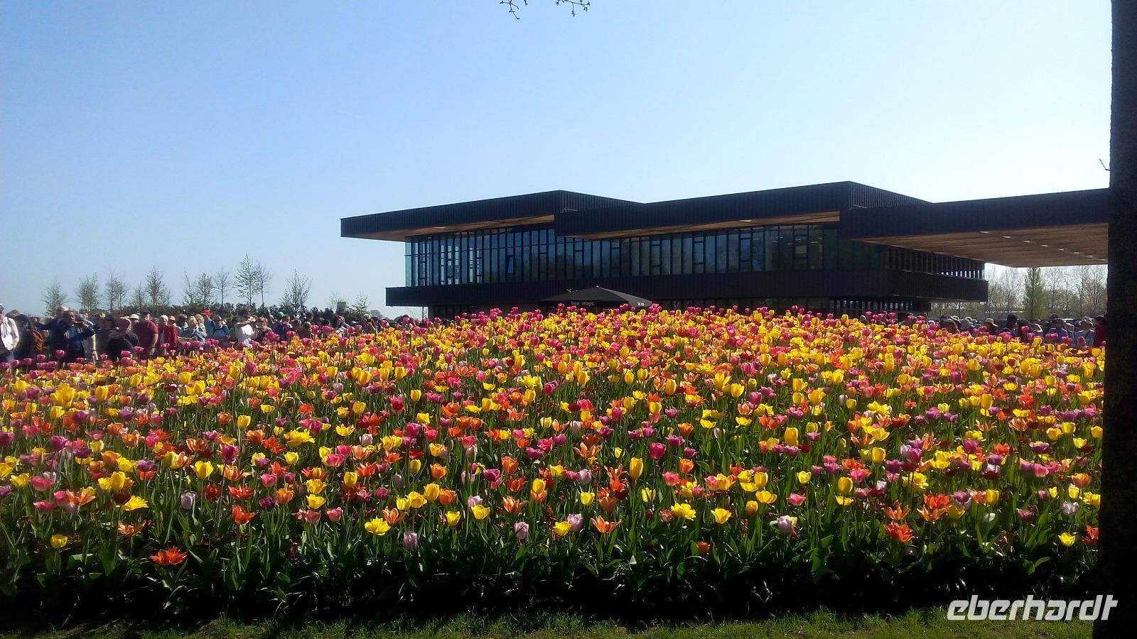 Lisse, Keukenhof  bei Sonne