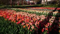 Über 4,5 Mio Tulpen blühen auf dem Keukenhof