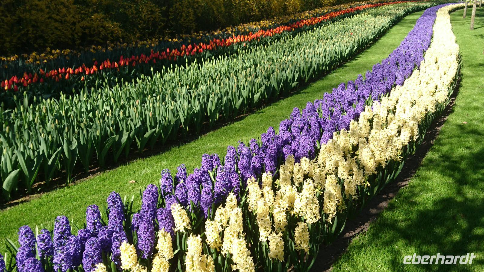 Ein Augenschmaus auf dem Keukenhof