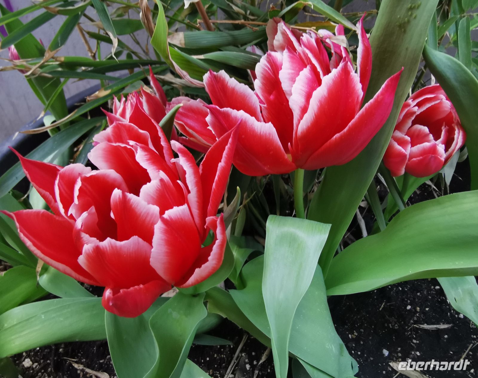 Tulpen in Amsterdam