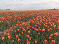 Tulpenfelder bis zum Horizont, Amersfoort