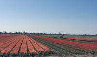 Tulpenfelder rechts und links vom Gleis lassen uns staunen und Aaaaahs und Ooooooohs hallen durch den Wagon, Hoorn