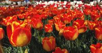 Keukenhof Lisse
