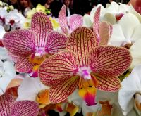 Orchideenpavillon Keukenhof 