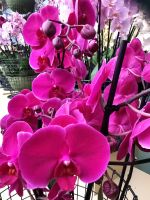 Orchideenpavillon Keukenhof 