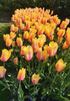 Keukenhof Lisse