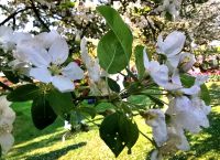 Blüten im Keukenhof Lisse