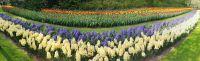 Keukenhof Lisse