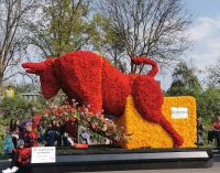 Der rote Bulle steht als Symbol für umweltfreundlichen Nahverkehr, Blumencorso, Lisse
