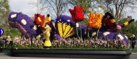 Blumencorso, Lisse