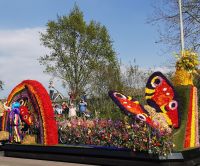 Schmetterlinge ganz aus Blütenblättern, Blumencorso, Lisse