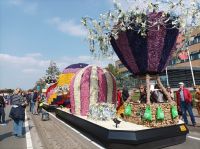 Sassenheim, Blumencorso